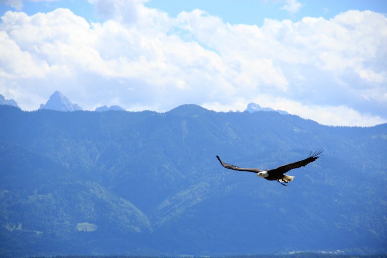 Blicke aus der Adler-Perspektive auf Dein Leben